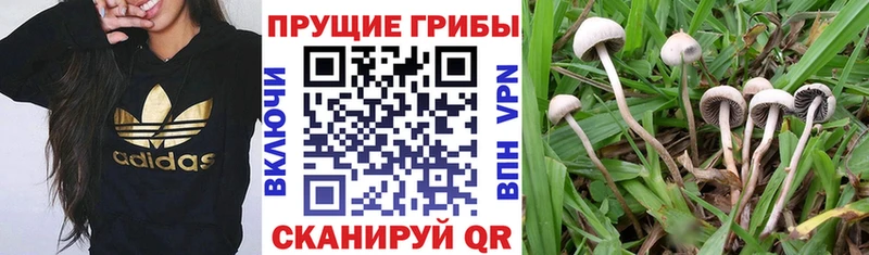 как найти закладки  Чернушка  Псилоцибиновые грибы прущие грибы 